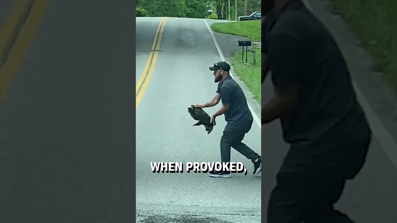 Aggressive snapping turtle saved from road! 😳🐢  -  🎥 lambart616