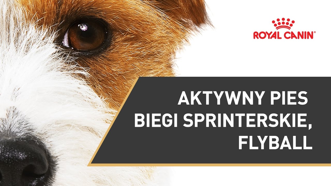 Aktywny pies - biegi sprinterskie, flyball || Dieta AGILITY 4100 || ROYAL CANIN