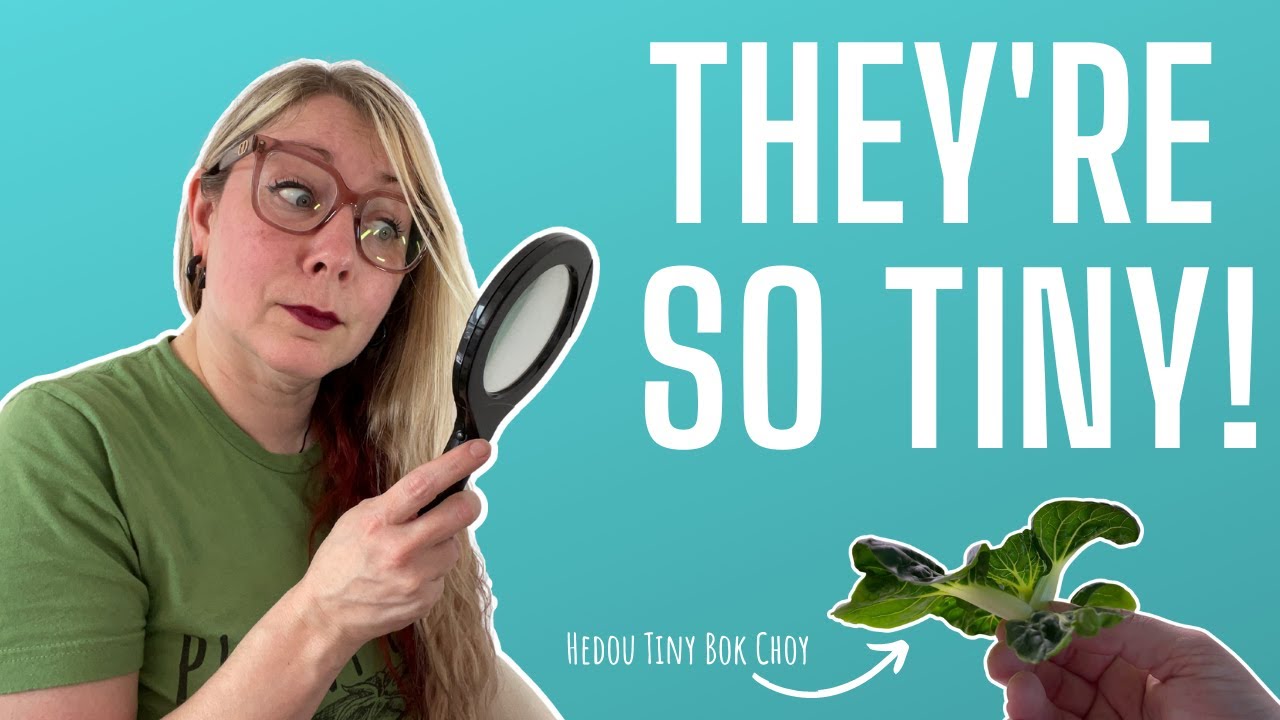 Hydroponic Dwarf Plants: The Tiny Garden Revolution