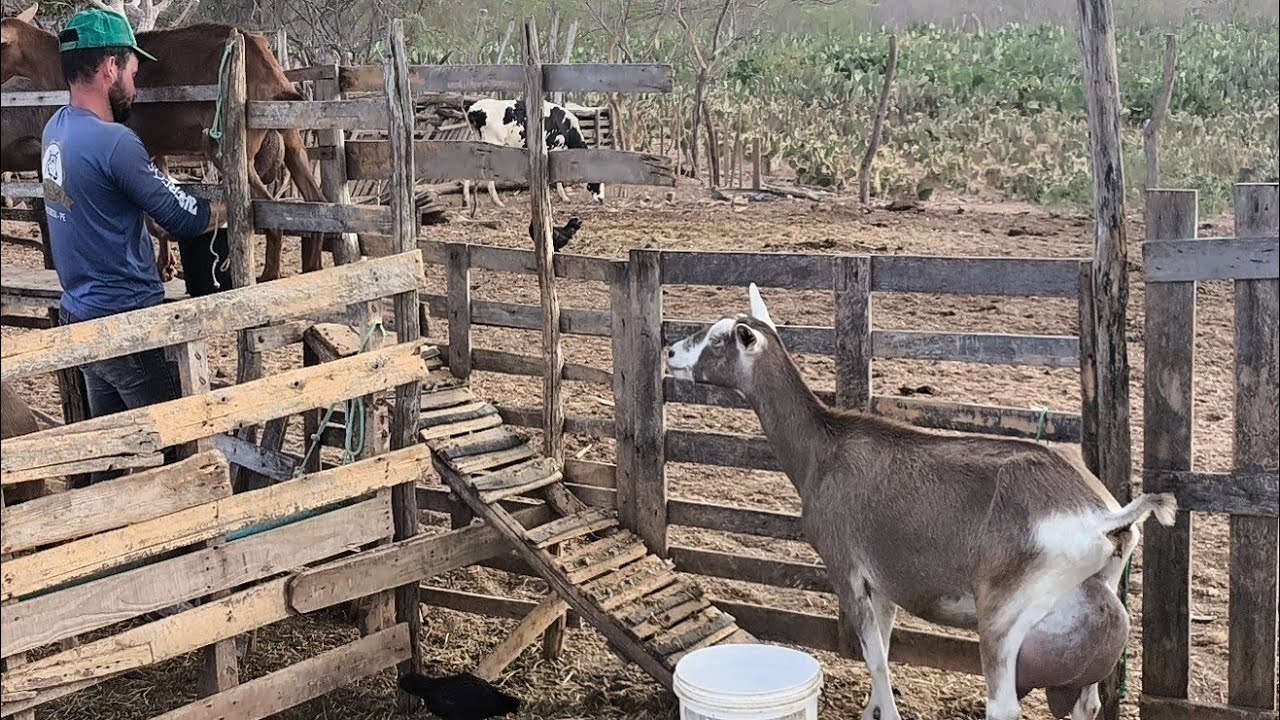 TEM CABRA DO JUNINHO QUE DÁ ATÉ MAIS DE 6 L DE LEITE CITE O ESTADO VELHO EM SOLEDADE NA PARAÍBA