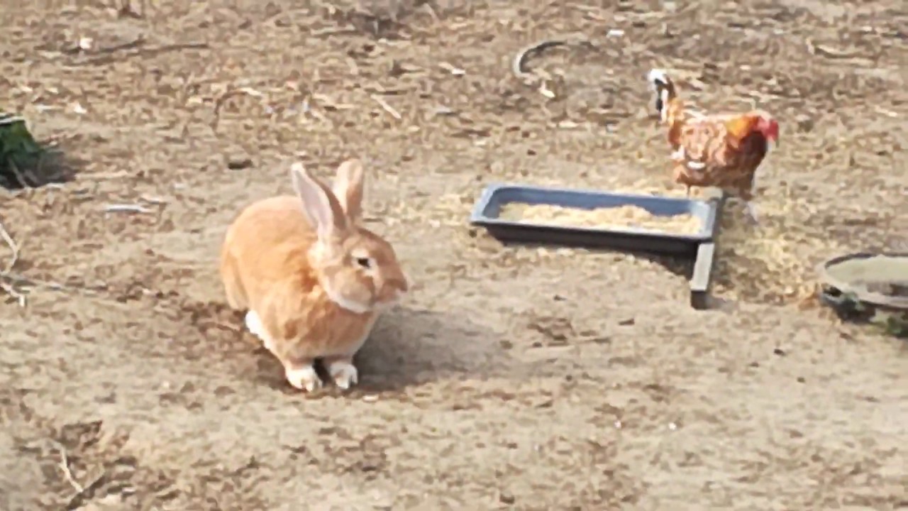 Królik na wolności/free rabbit/freies Kaninchen/lapin libre/coniglio libero/無料うさぎ/免費的兔子