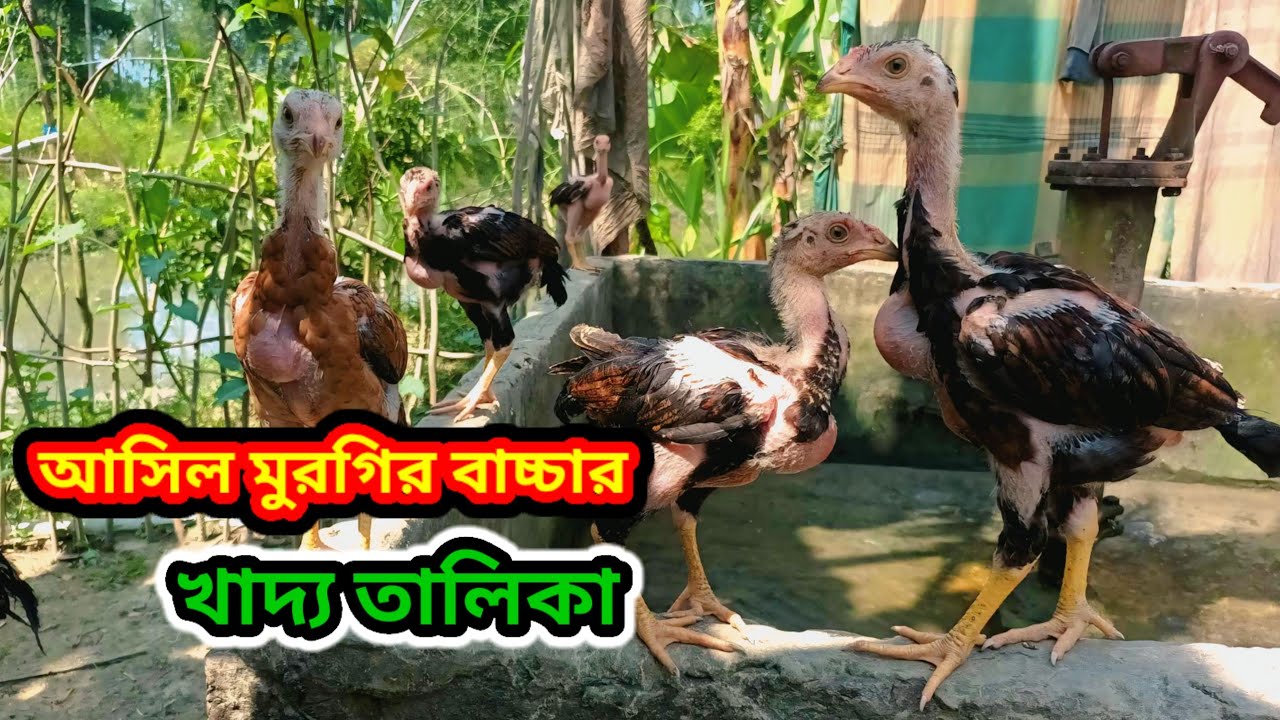 আসিল মুরগির খাদ্য তালিকা // আসিল মুরগির পালন পদ্ধতি // #মুরগি_পালন_পদ্ধতি
