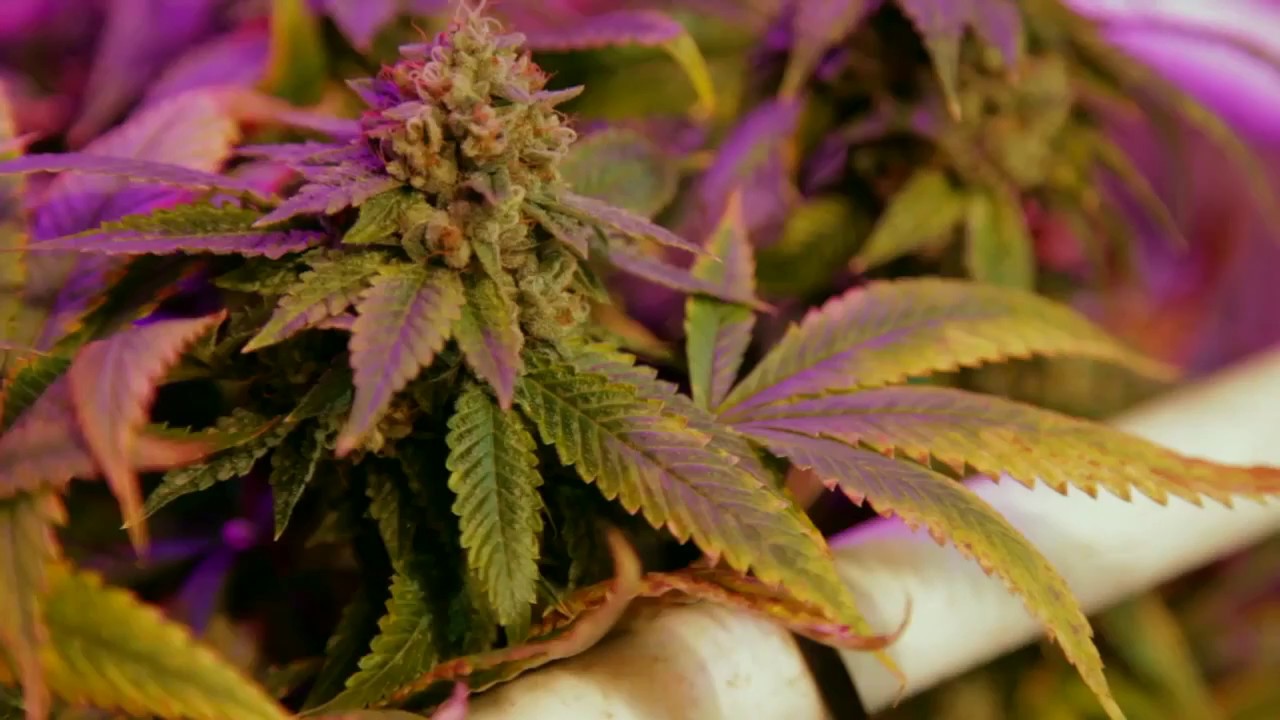 92 OG Strain
