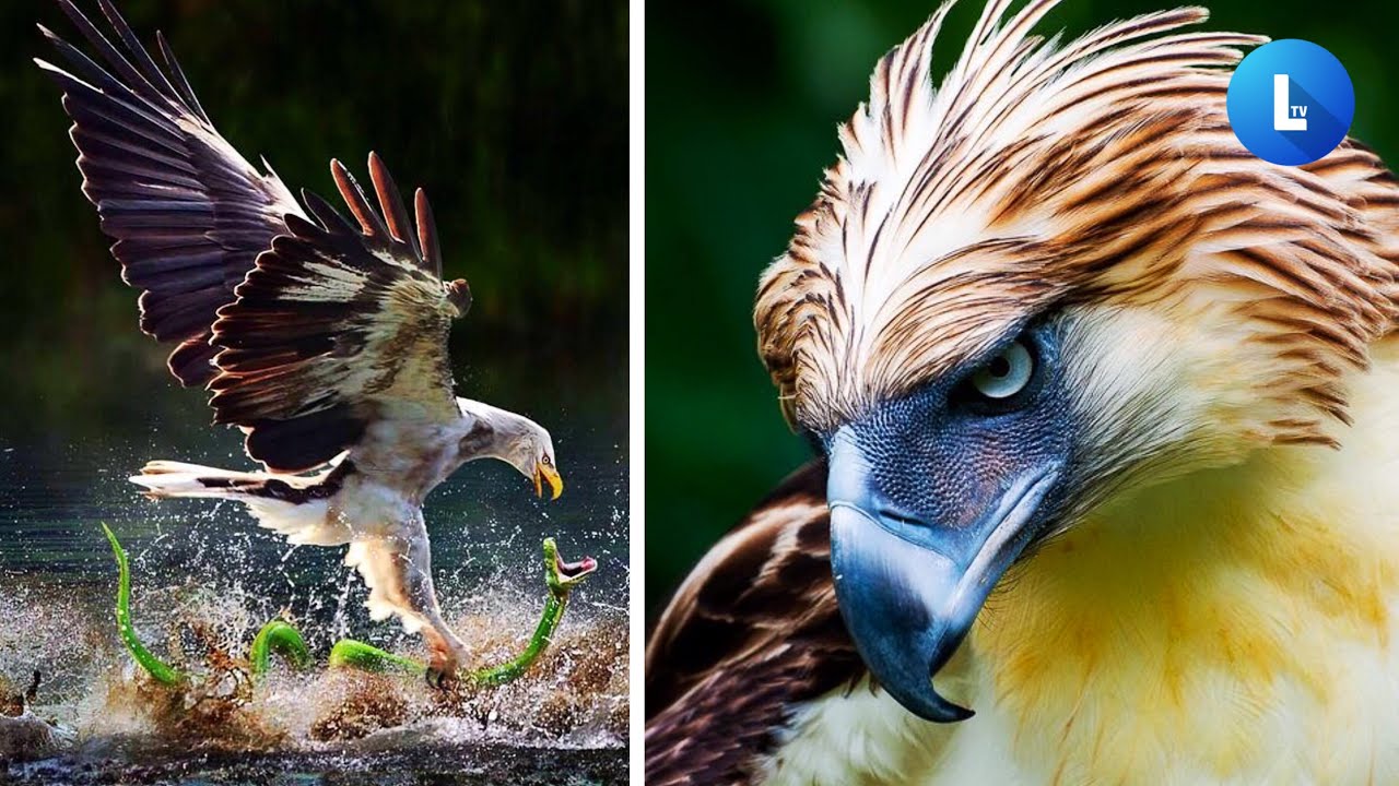 7 Jenis Burung Ganas Paling Mematikan di Dunia