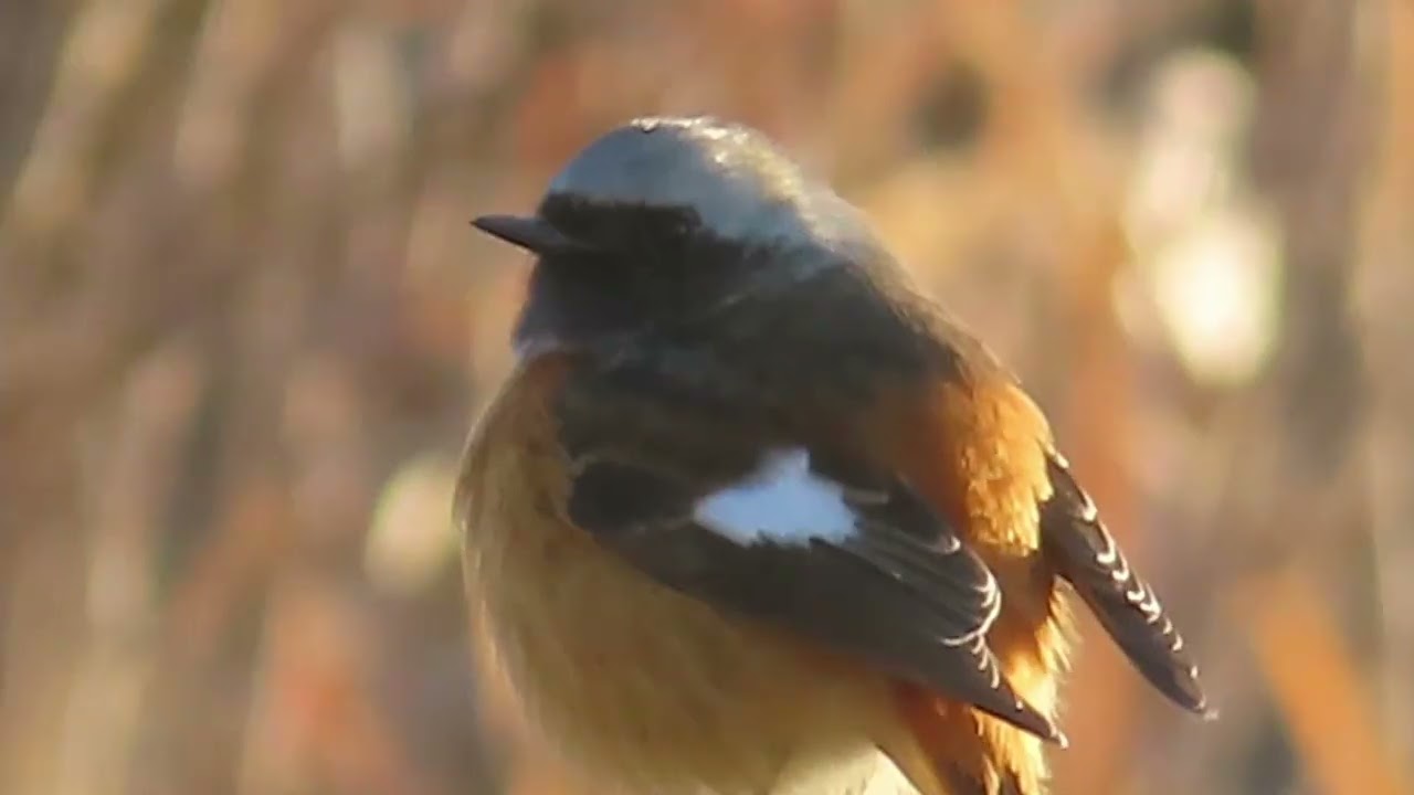 ジョウビタキ_111_癒し_新横浜公園_Daurian Redstart_4K