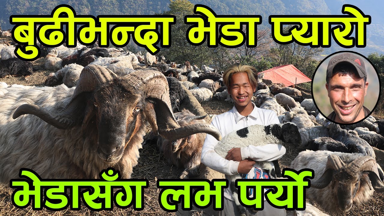 बुढीभन्दा भेडालाई माया गर्ने गोठालो भन्छन् ‘४ करोडको भेडा खुला आकासमुनी हिमालमा पाल्छौ’||kiranpaudel