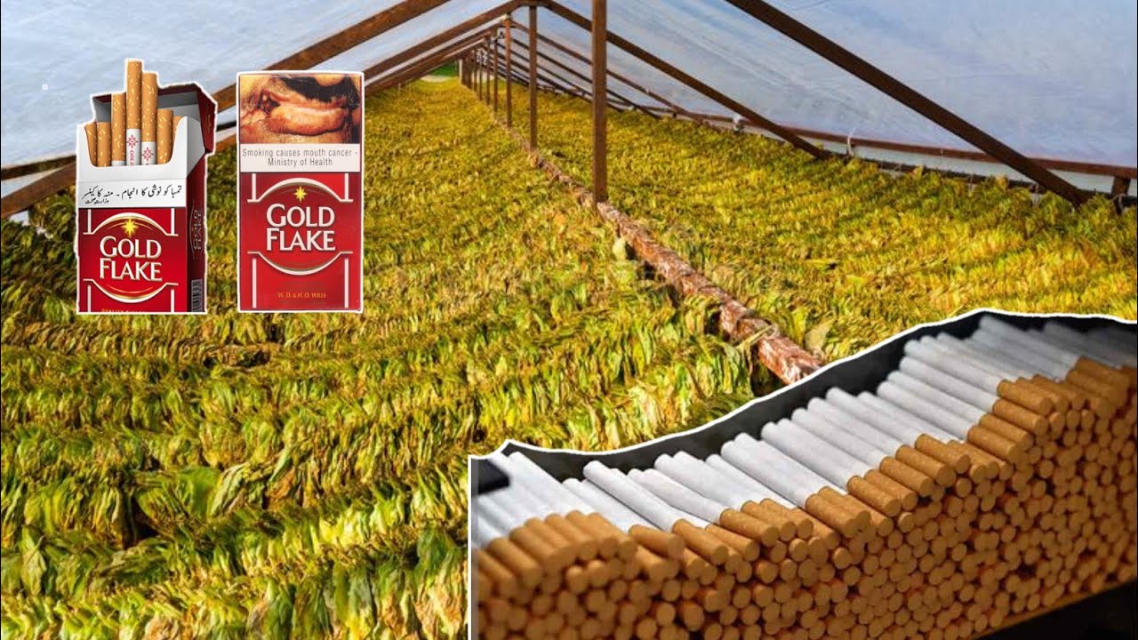 How it's Made Gold Flake Cigarette ll Amazing  Manufacturing Process_Morden Technology CigaretteMake