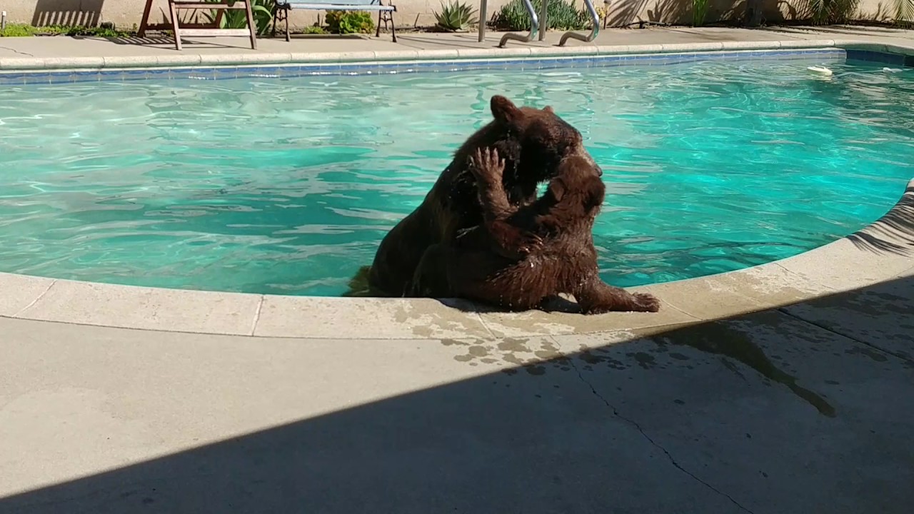 Mama bear and cub cool off in swimming pool
