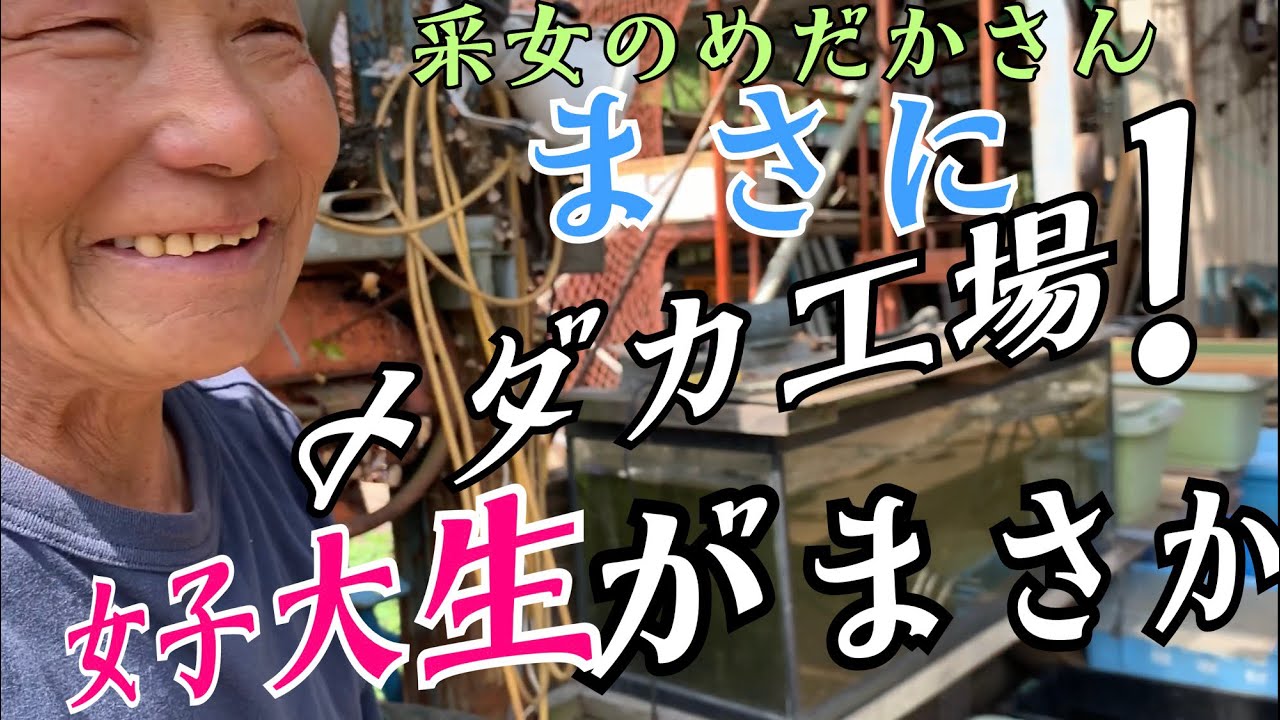 世界メダカ奇行^_^広島県福山市編2-1立体メダカ工場へ潜入！Medaka