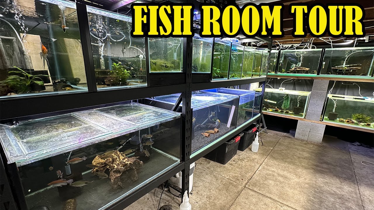 Full Fish Room Tour (Every Single Fish Tank)