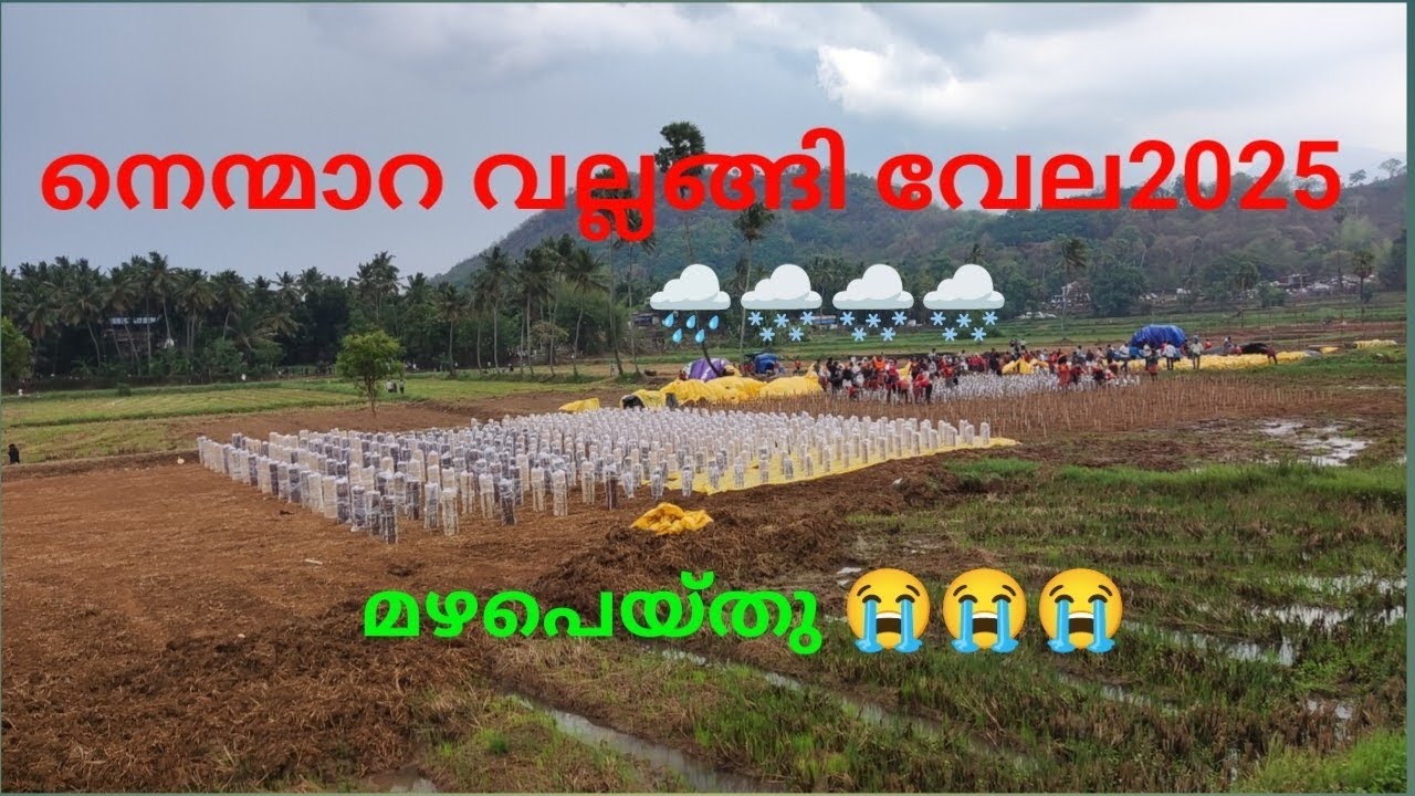 നെന്മാറ വല്ലങ്ങി വേല 2025 nemmara vallanghy #nemmaravela