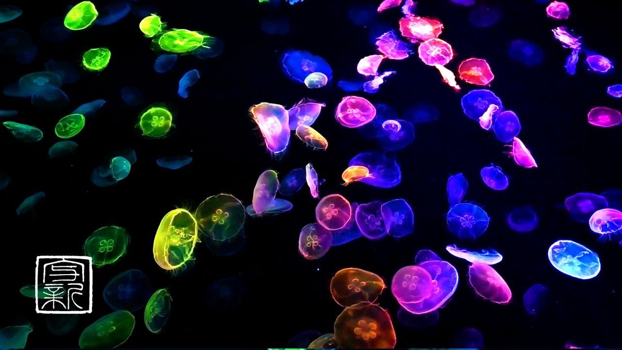 12 HRS Fall Asleep & Relaxation, Clockwise Moving 🌈Rainbow Moon Jellyfish with Ocean🌊Sound.