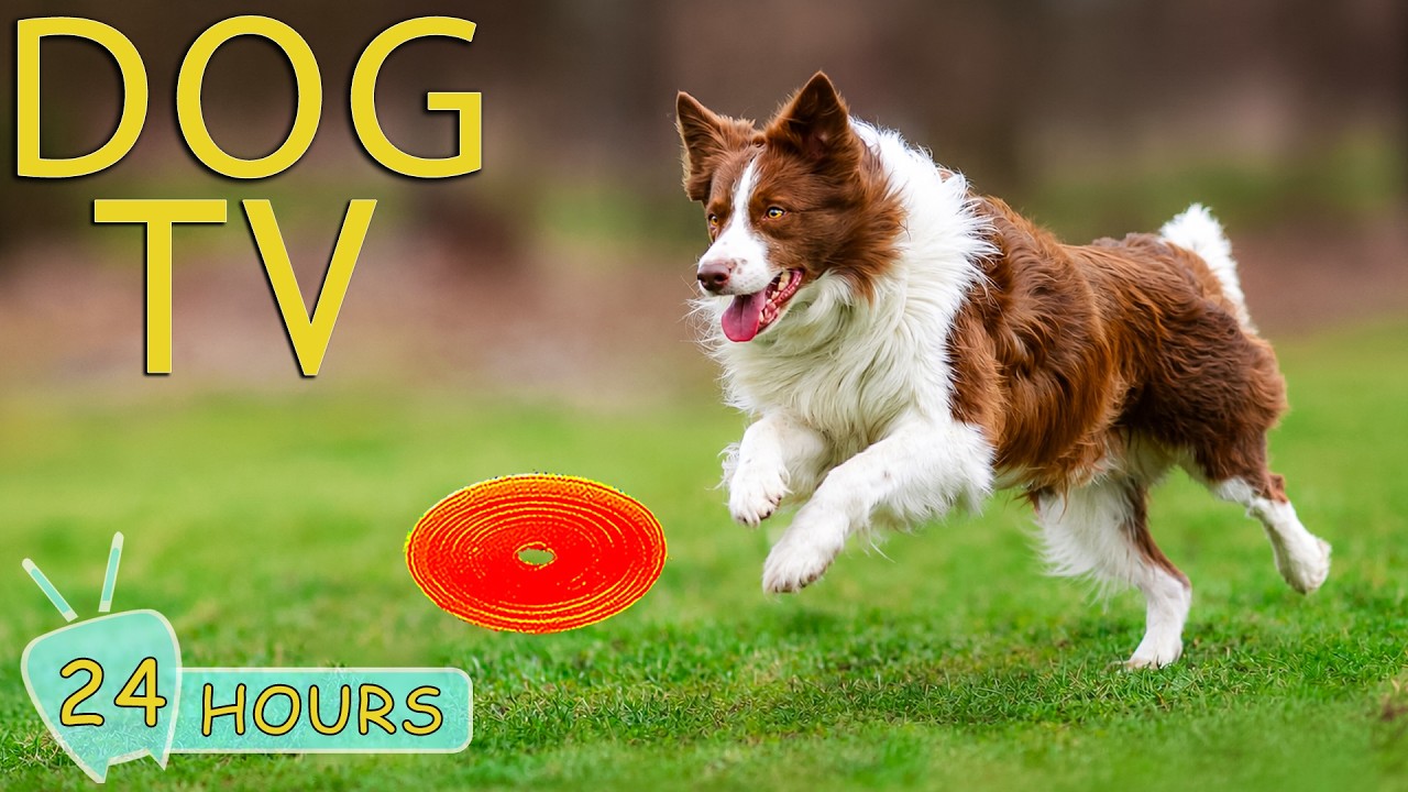 DOG TV: Best Anti-Anxiety Videos for Dogs Help Your Dogs Relax All Day - Ultimate Music for Dogs