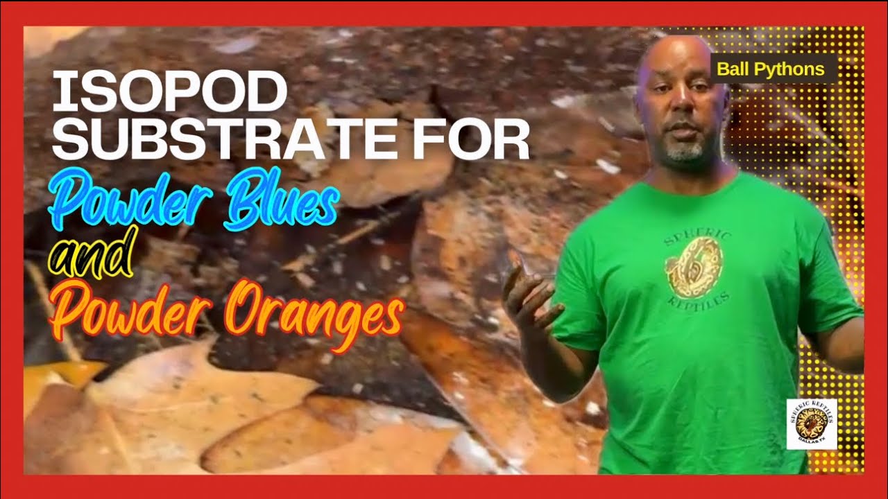 Substrate for Powder Blue & Orange Isopods | #youtubevideos #isopod #bioactive #reptiles