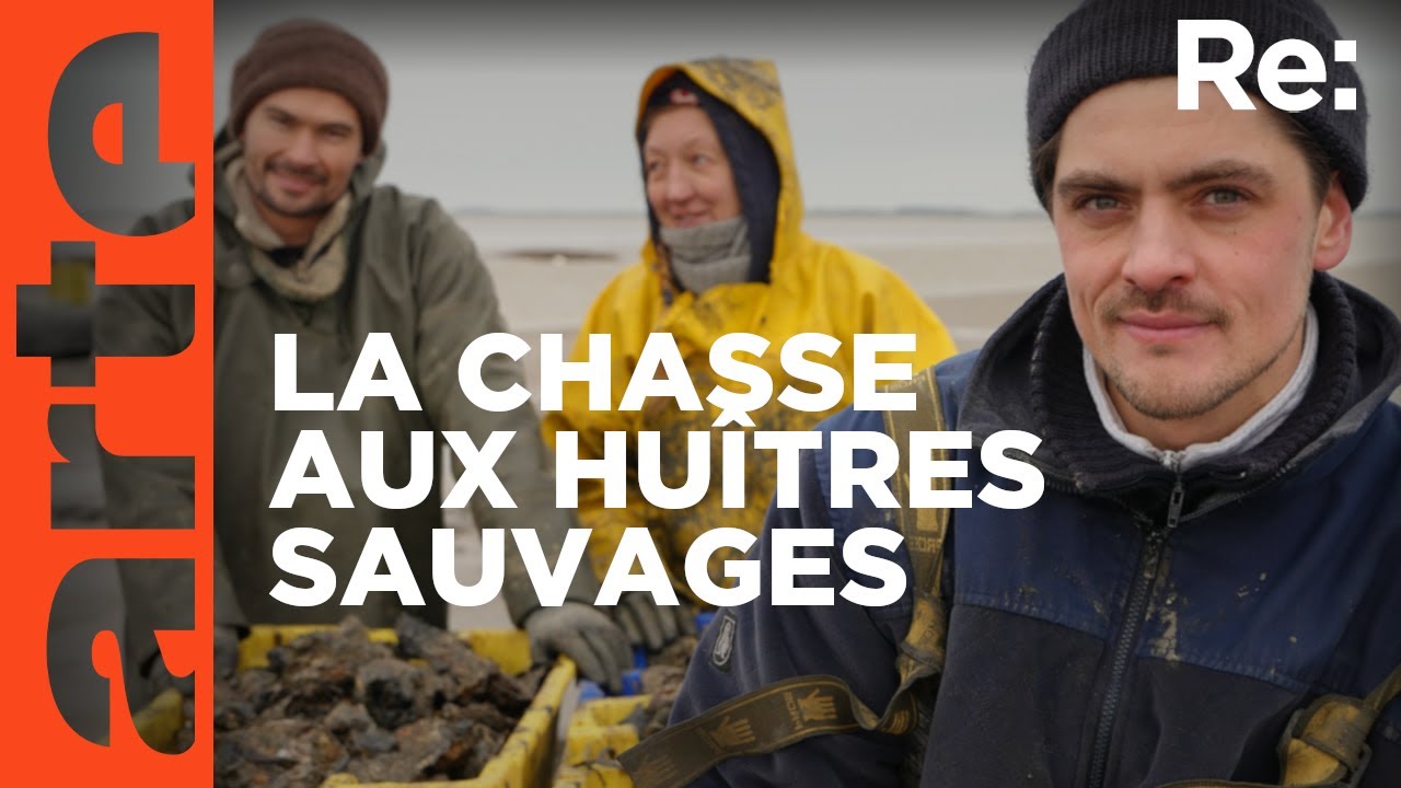 L’huître creuse colonise la mer des Wadden | Reportage | ARTE Regards