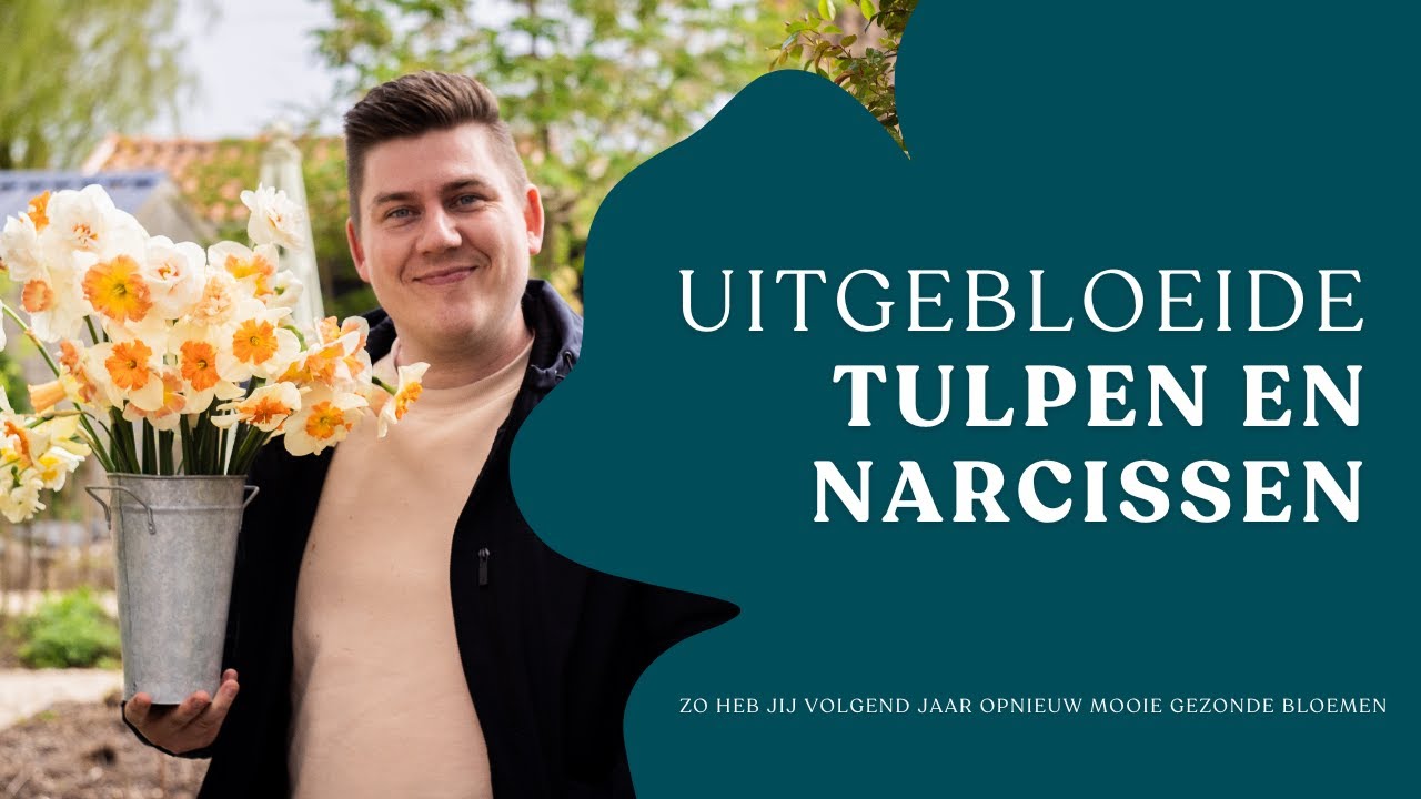 Uitgebloeide narcissen en tulpen: wat doe je ermee? I Angelo Dorny