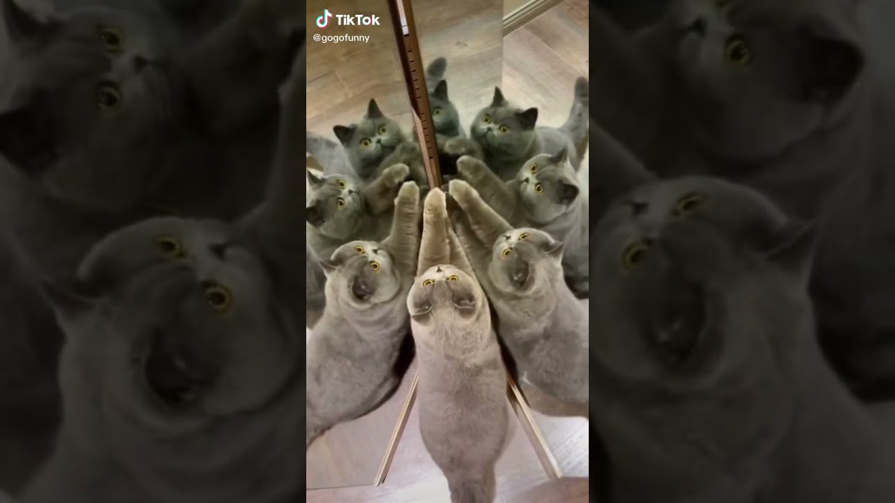 Cat Kaleidoscope 🙀 | CUTE ANIMALS