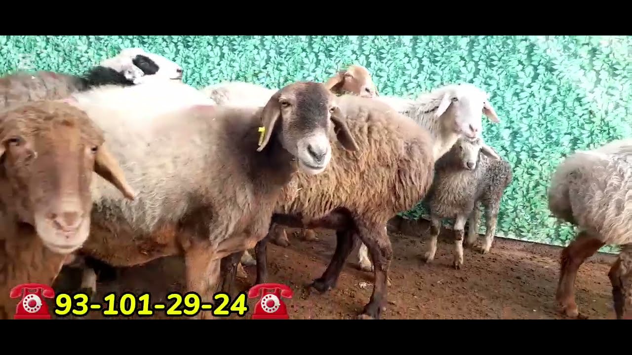 😱💥Gigant bõğoz sovliqlar💥keldi narhlar oldingidan ancha arzon😱😱😱
