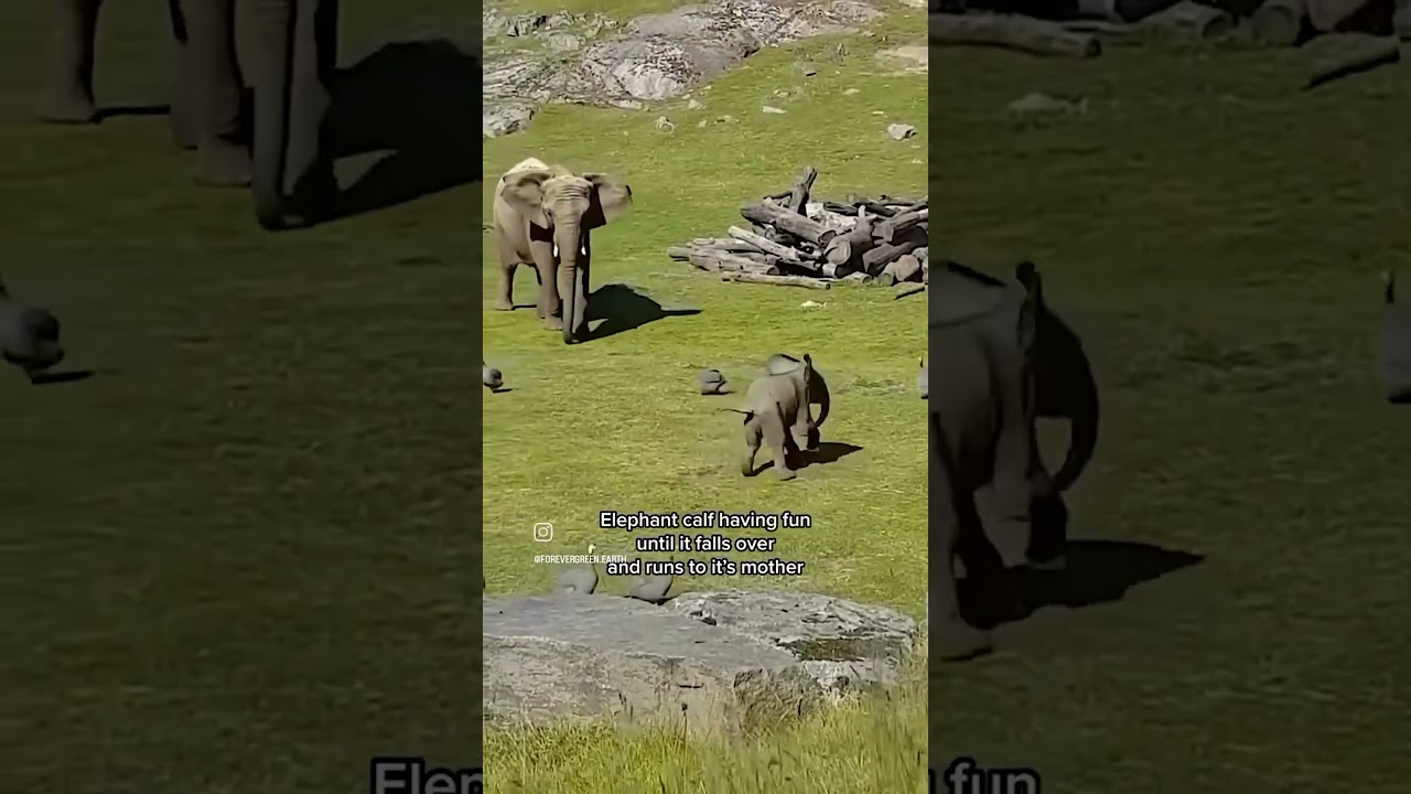 So Adorable 🥰 #elephantlovers #adorablemoments #animallover