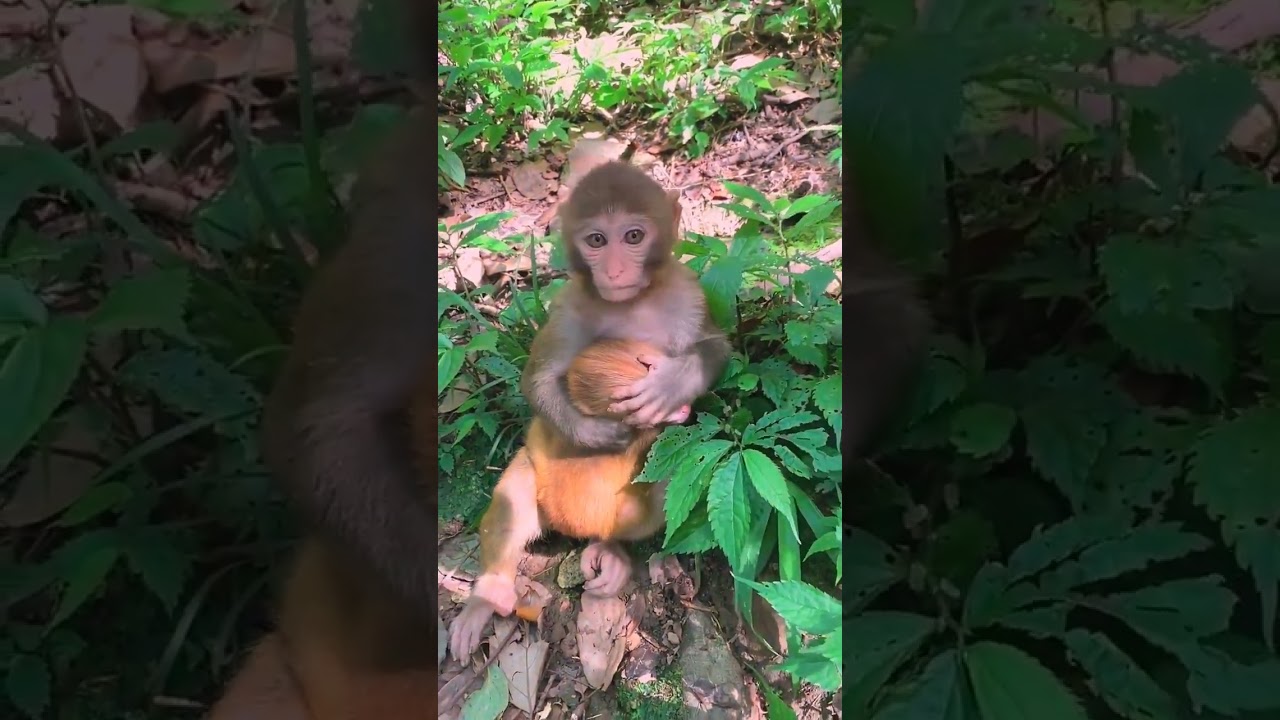 monkey,monkey baby,baby monkey,animals,funny animals,baby monkey | Ep04