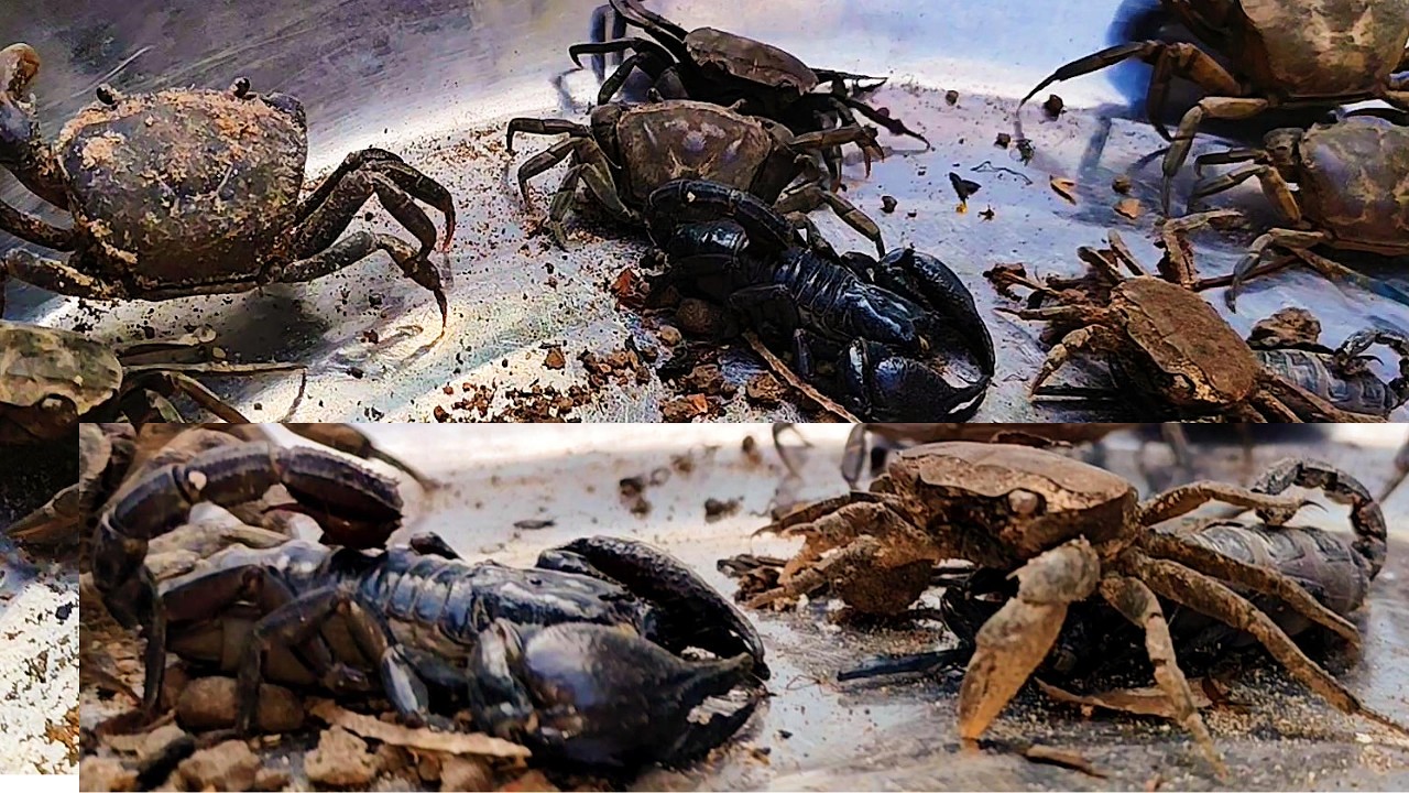 Hunting for animals, catching scorpions and crabs