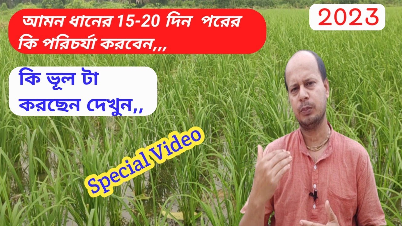 আমন ধানের 15-20 দিন পরের বিশেষ পরিচর্যা || আমন ধানের চাষ krishikaajtv