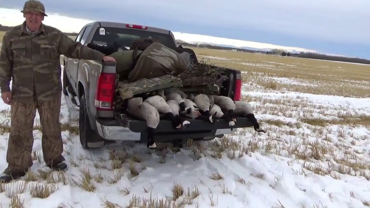 HUNTING CANADA GEESE IN SNOWY ALBERTA