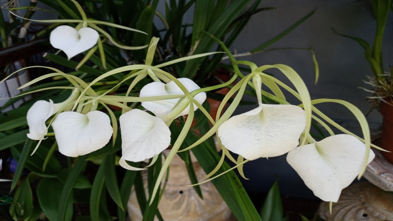 👉Mi Bella Orquidea Brassavola Nodosa(Lady-of-the-Night)little stars👈Pequeño Tour @AnaOrquideasTV 🌸