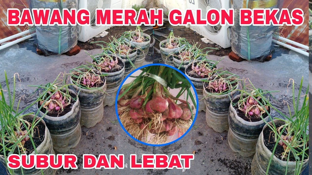 Manfaatkan galon bekas untuk menanam bawang merah 