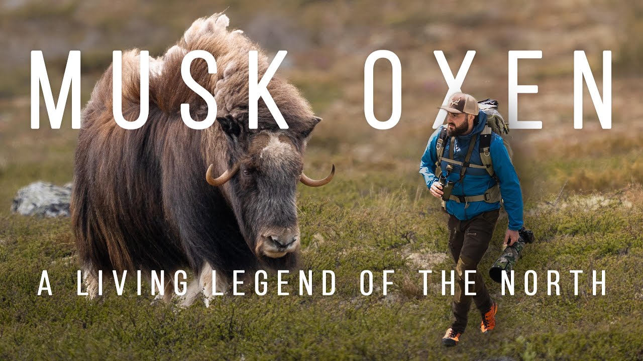 Musk Oxen at Dovrefjell – A Living Legend of the North