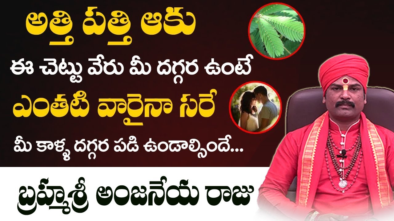 Athipathi Plant Uses | Unknown Facts About Atti Patti Aku | Atti Patti Aku | Love Vasikaranam Telugu