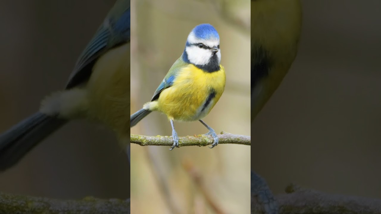 Blue Tit Calling and Dancing on a Branch - Bird Sounds #shorts