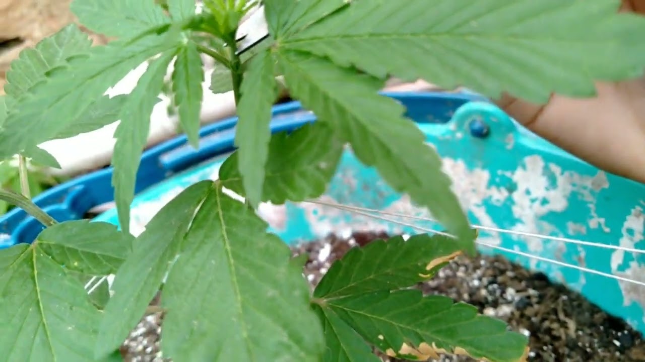como faser a segunda poda top poda apical na sua canabis