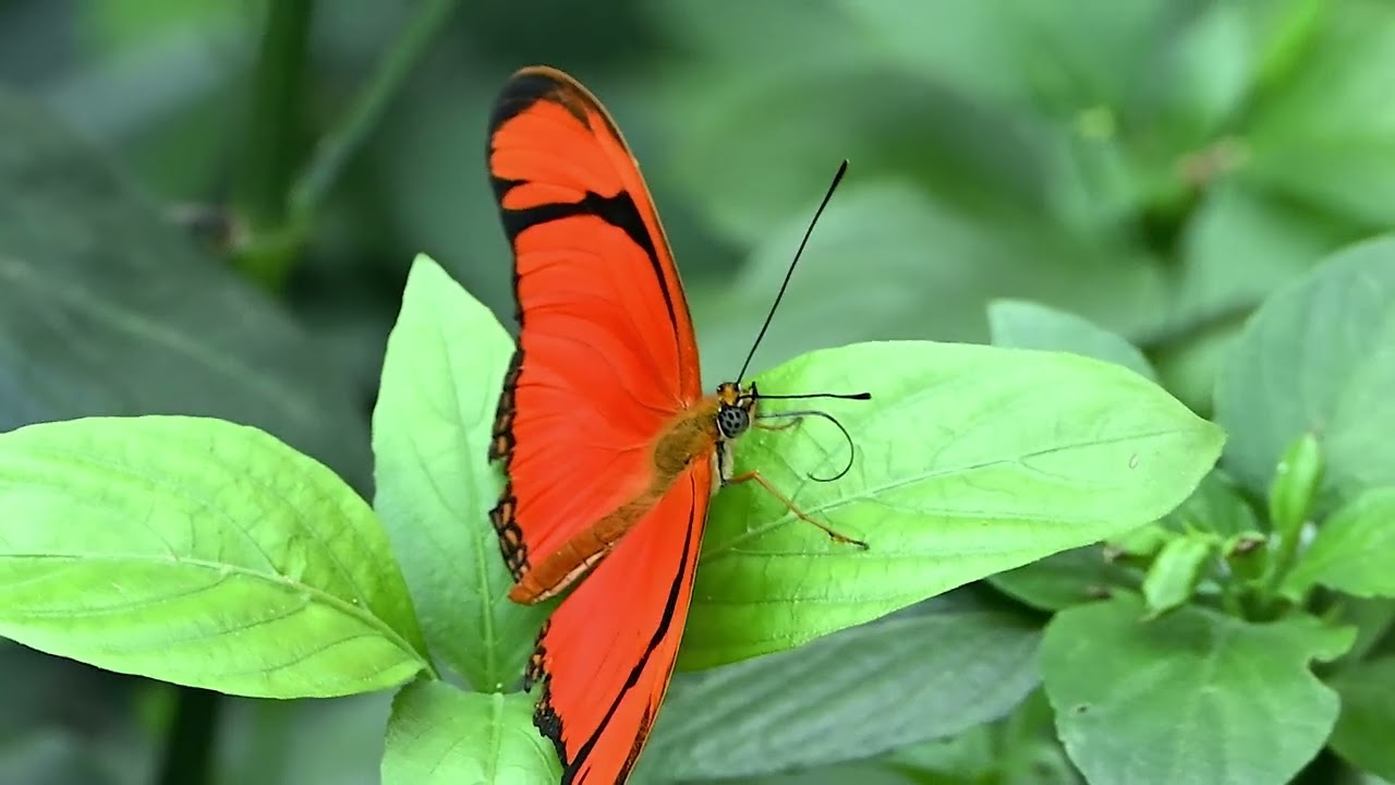 Wilhelma ZOO Stuttgart - 14.1.2026 #zoo #wilhelma #stuttgart