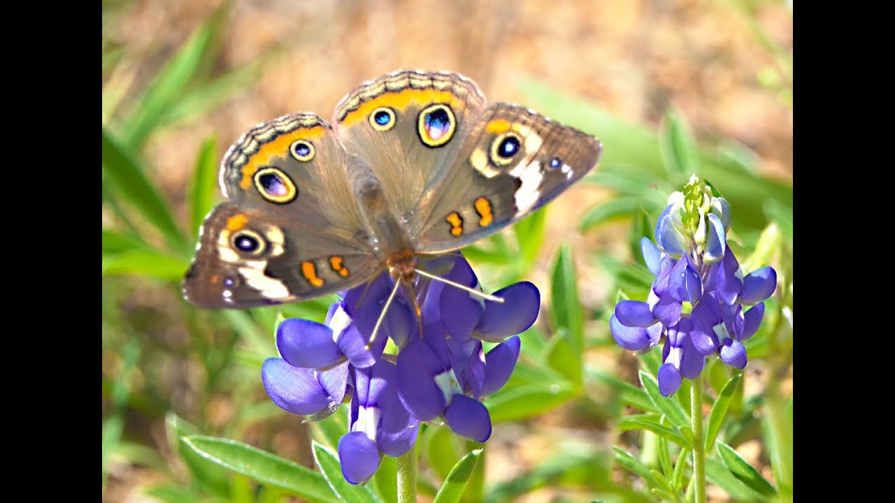 Sony RX 10 III  4K Video Review   Nature   Zoom   Slo Mo mp4