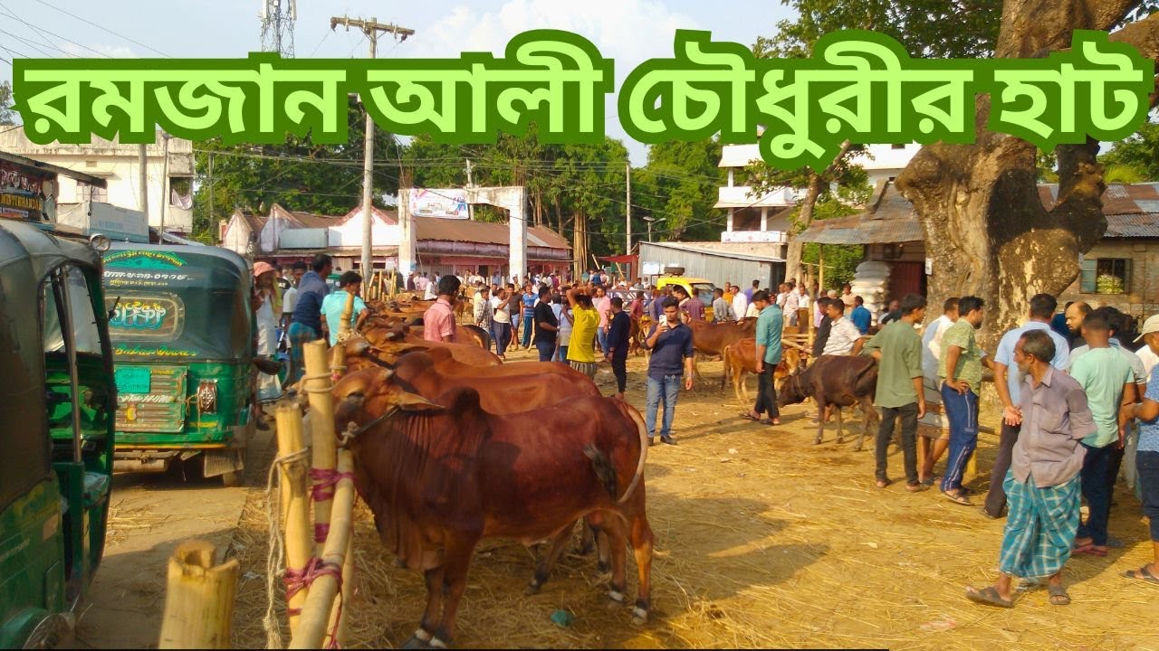 রমজান আলী চৌধুরী হাট গরুর বাজারের কোরবানির গরুর  দাম কেমন? রোজ - শনিবার । ১৭/০৫/২০২৫ ইং।