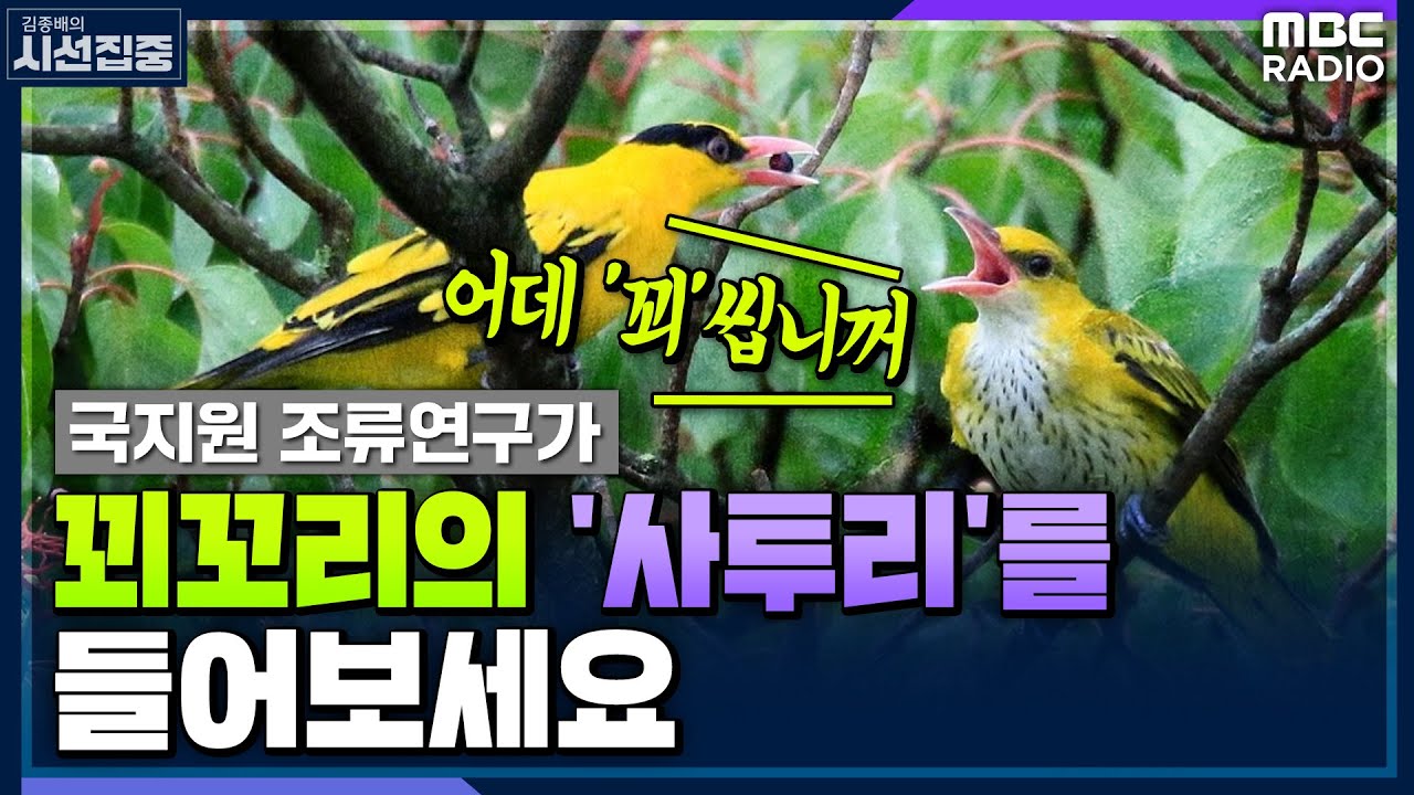 [시선집중] 꾀꼬리도 서식지별로 노랫소리 달라져 - 국지원 (조류연구가) , MBC 221213 방송