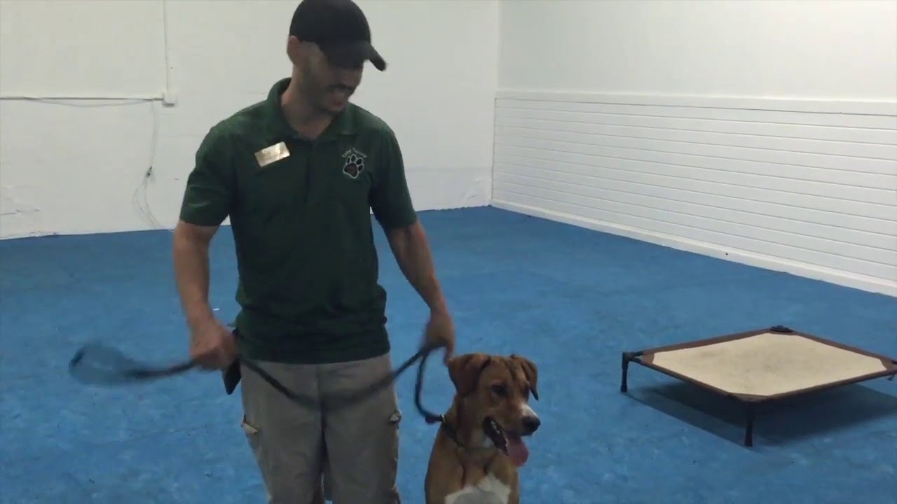 Miami Dog Training - Train to Adopt Program - Obedience Skills for Shelter Dogs