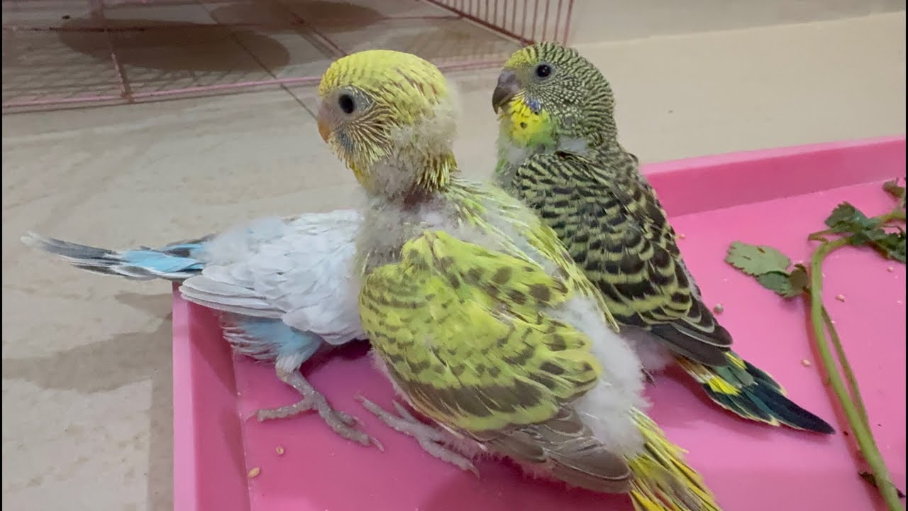 lovebirds cute video