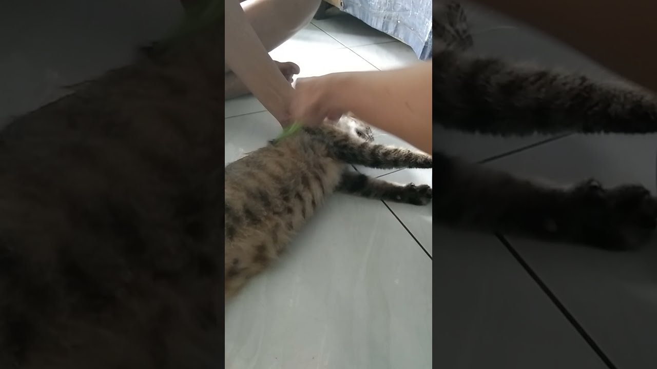 Cara memberi obat kucing galak