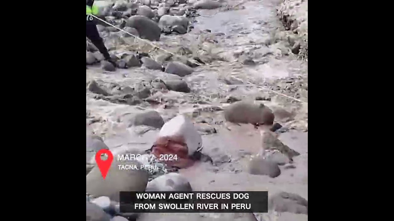 Woman agent rescues dog from swollen river in Peru