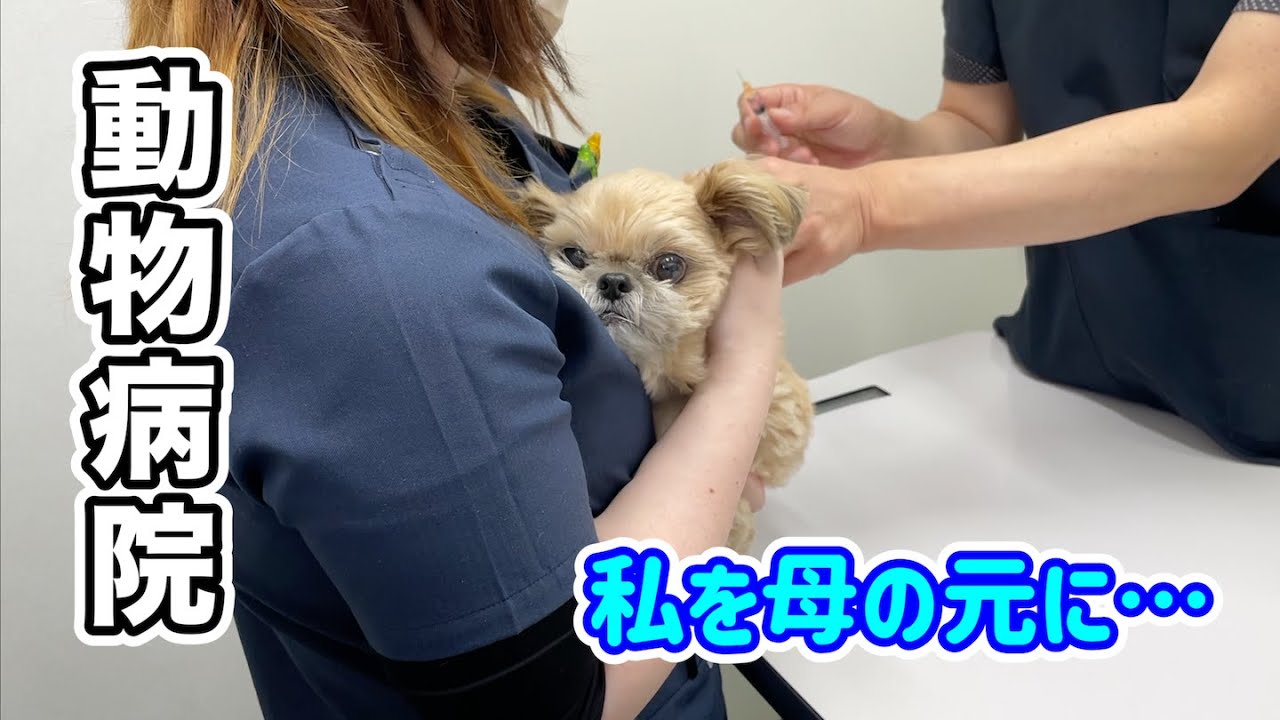 混合ワクチン接種がんばりました チワワ×シーズー