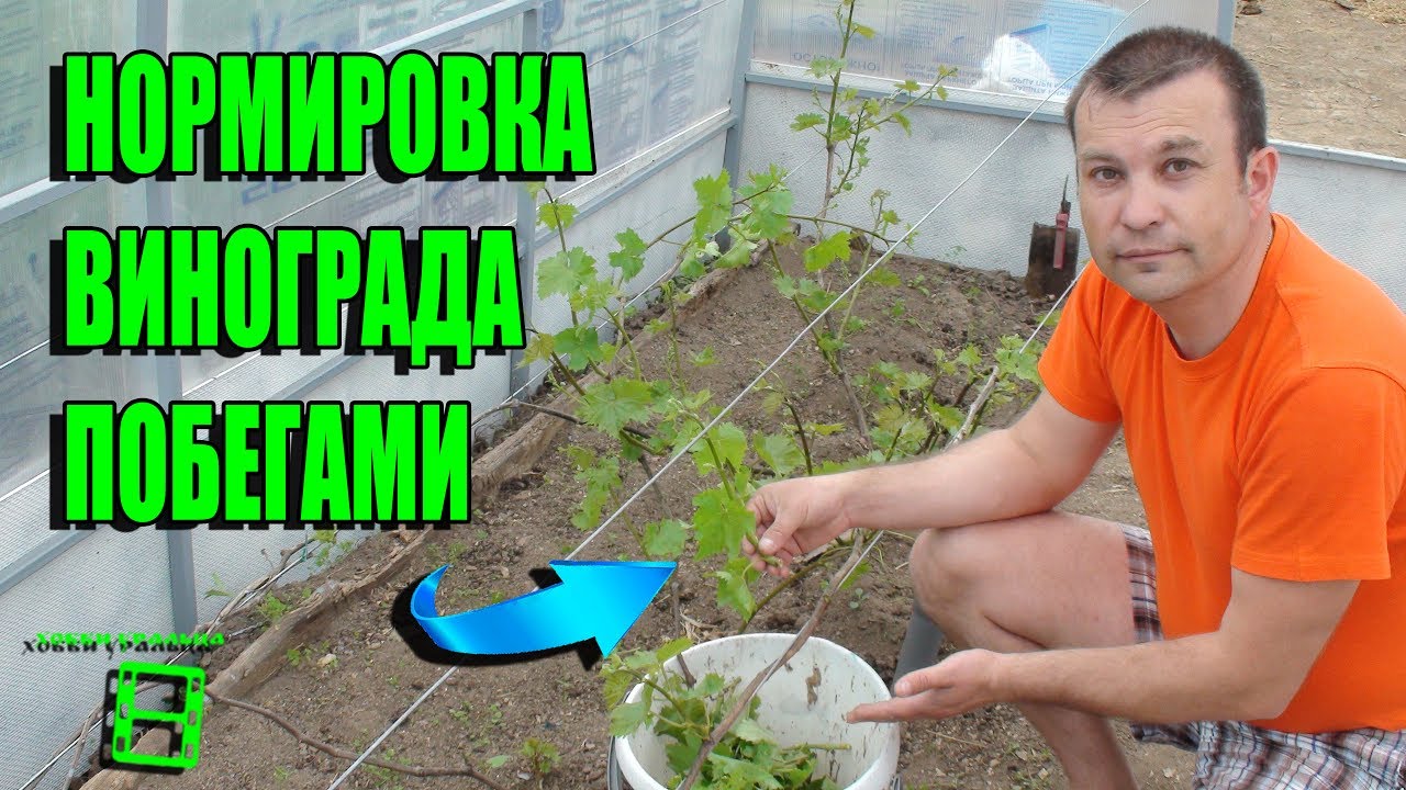 НОРМИРОВКА ВИНОГРАДА ПОБЕГАМИ. ВЫРАЩИВАНИЕ ВИНОГРАДА В ТЕПЛИЦЕ. СЕВЕРНЫЙ ВИНОГРАДНИК