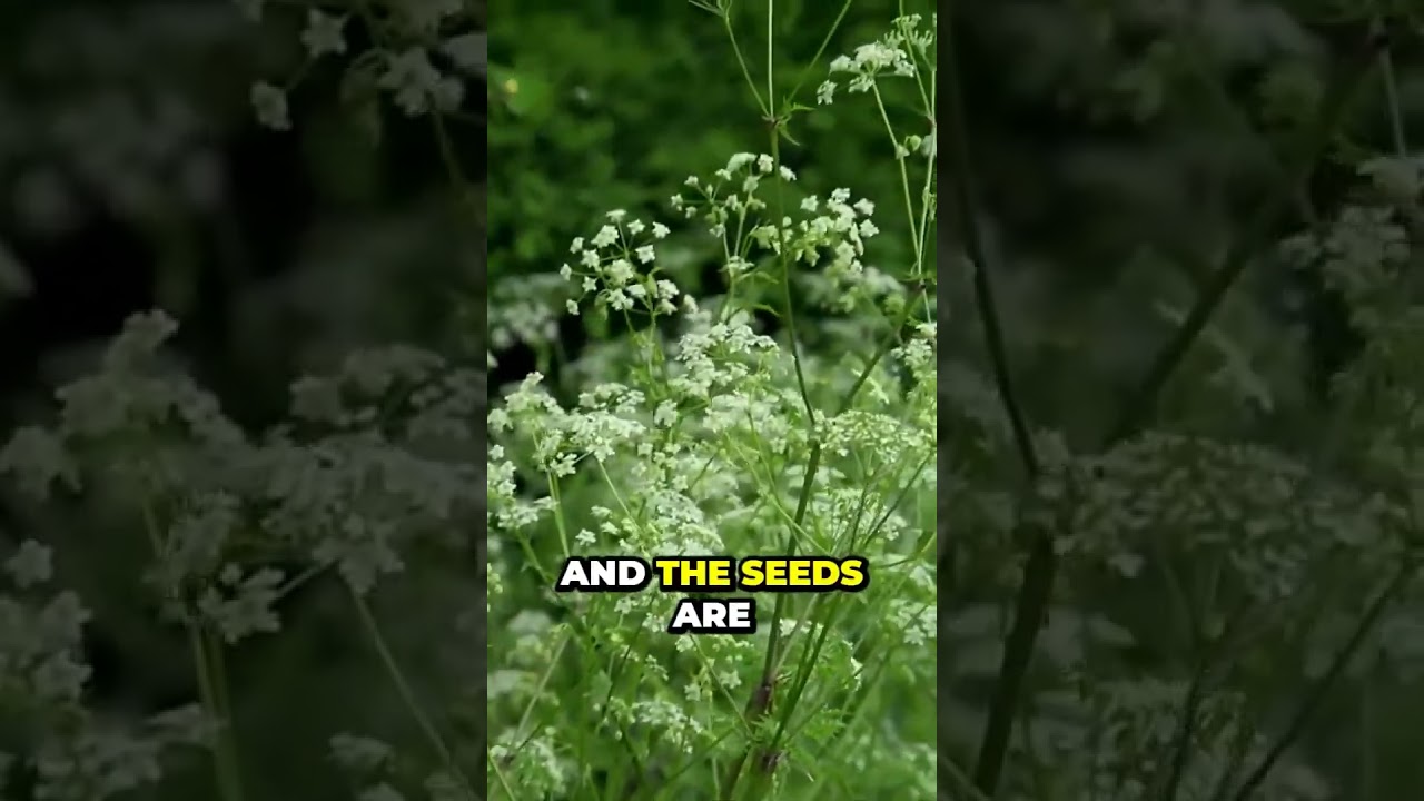 Surprising Secret to Caring for Plants in Hot Weather