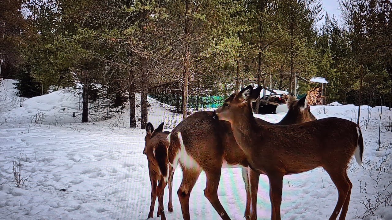 Playful Deer Love, Beautiful Winter