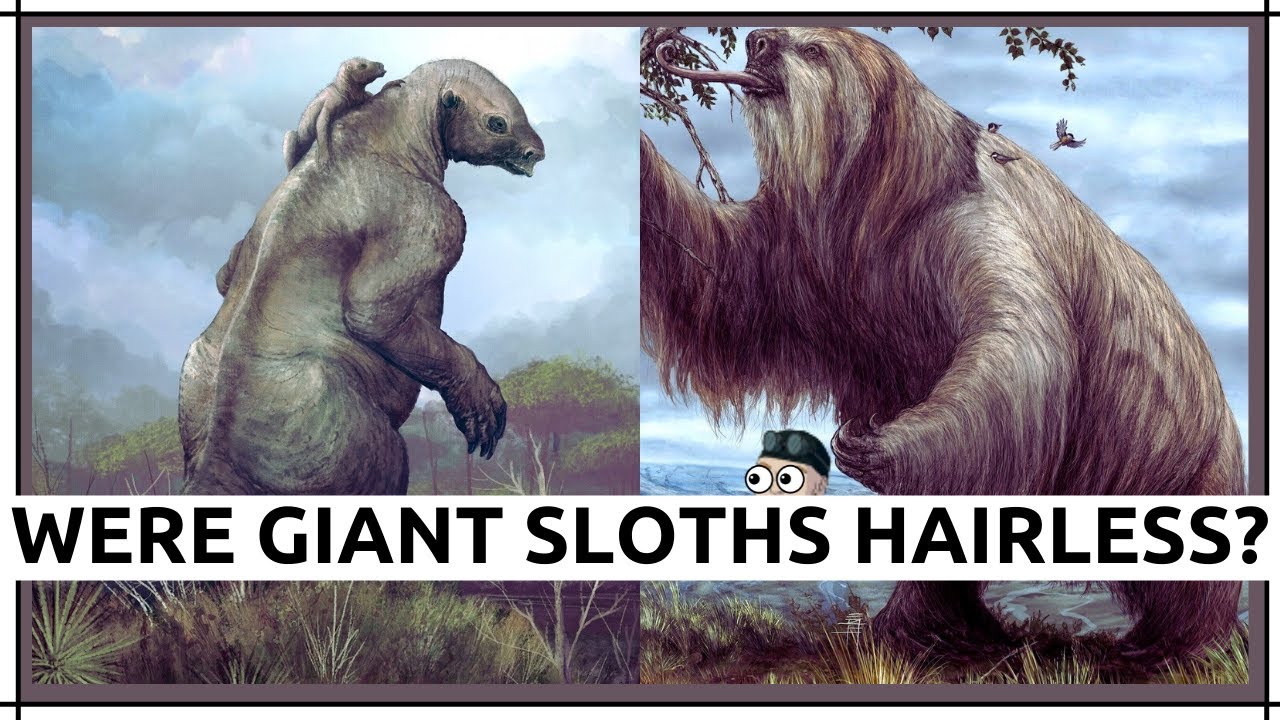 Were Giant Sloths Hairless?