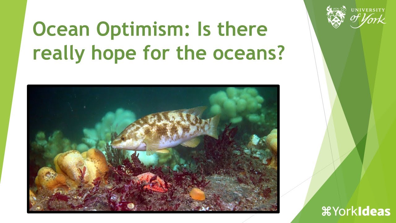Ocean Optimism: Is there really hope for the oceans? - Bryce Stewart