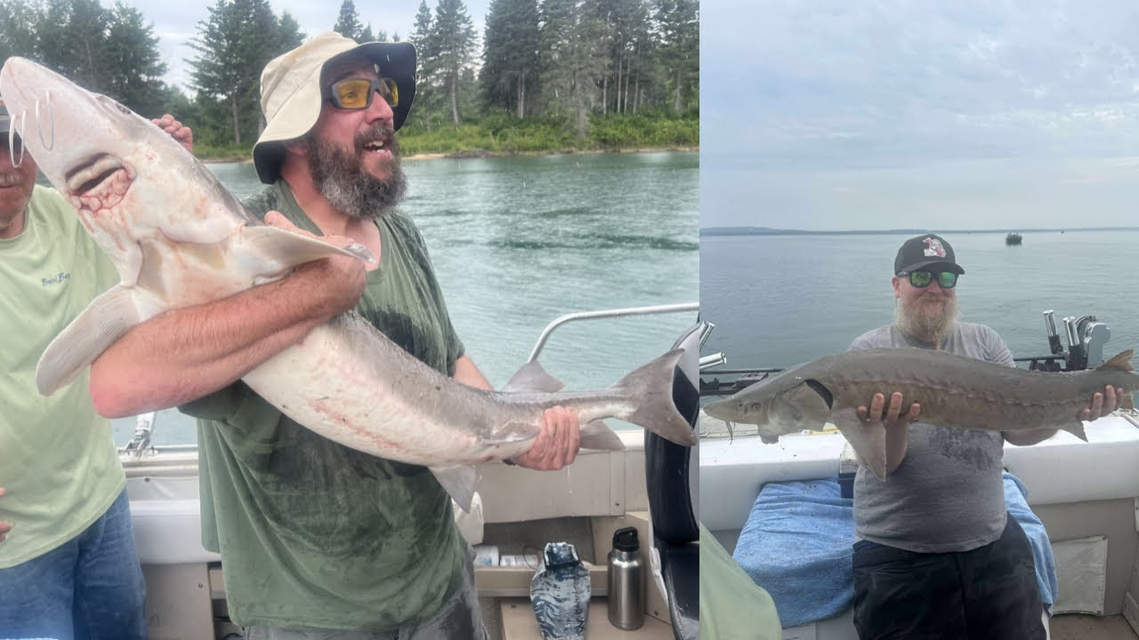 Giant Sturgeon Fishing in Michigan &ndash; Nonstop River Action