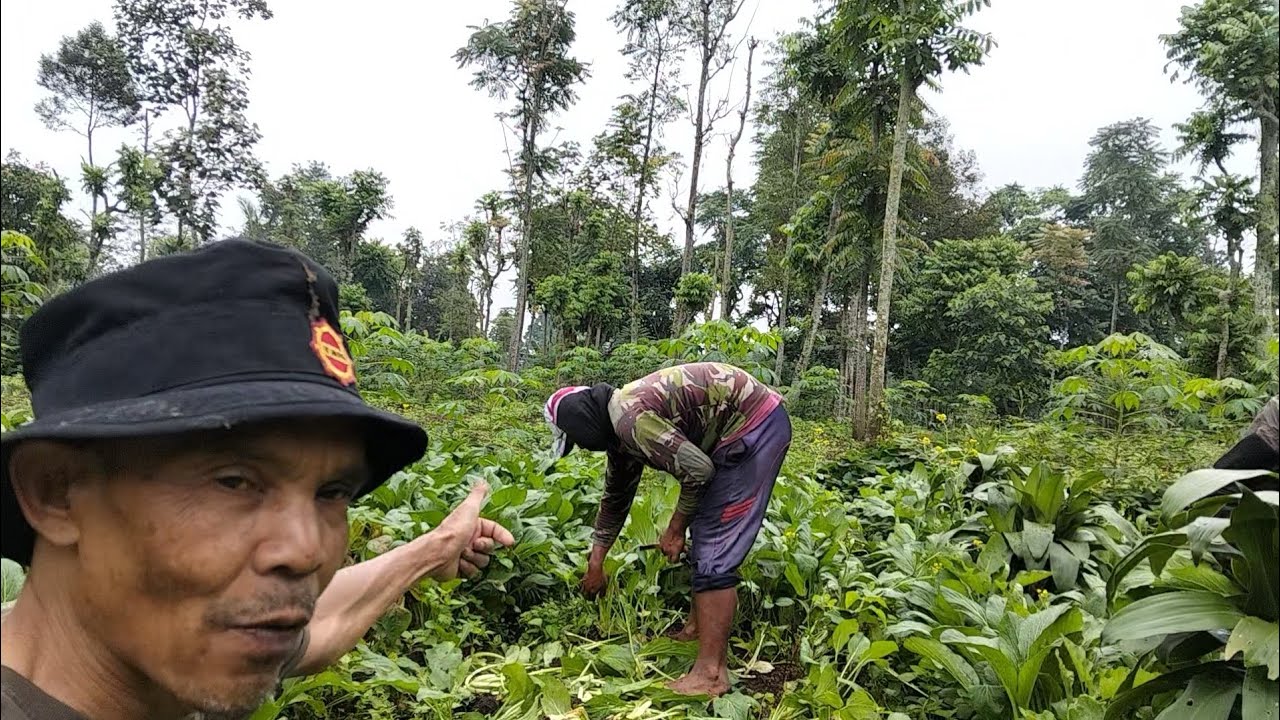 Alhamdulilah panen sawi harga pun makin naik sawi super laris