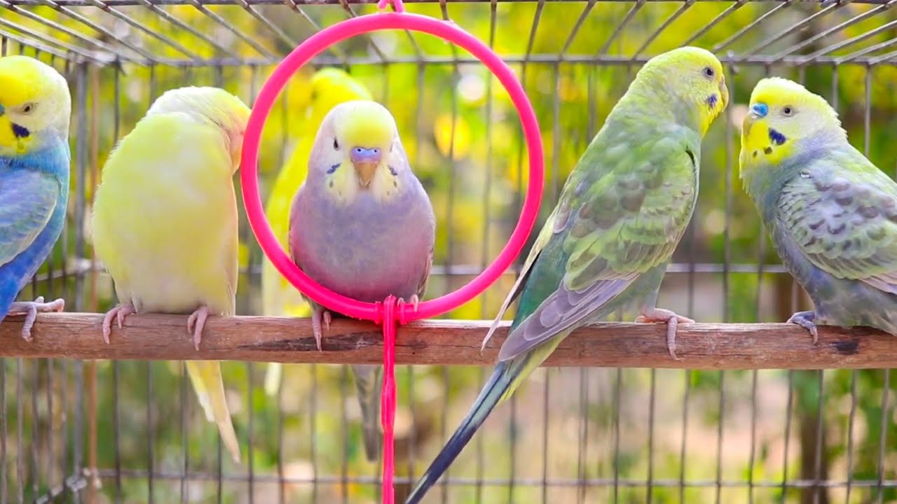 Sound Therapy Budgie Sounds in spring beautiful sunny day